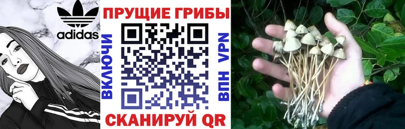 купить наркотик  Шилка  Псилоцибиновые грибы ЛСД 